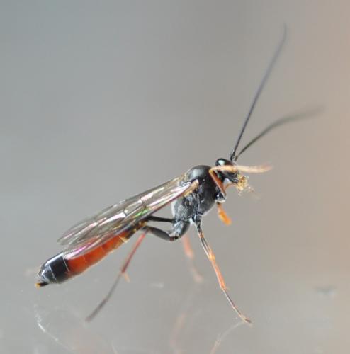 Réf. 253 813 : Dusona sp.